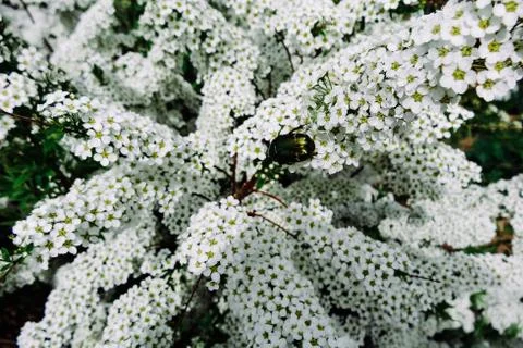 Spiraea alpine (meadowsweet) spring flower, white blossoming shrub with bee.. Stock Photos