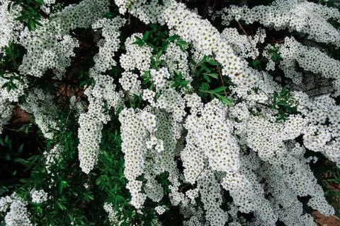 Spiraea alpine (meadowsweet) spring flower, white blossoming shrub. Macro v.. Stock Photos