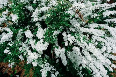 Spiraea alpine (meadowsweet) spring flower, white blossoming shrub. Bush of.. Stock Photos