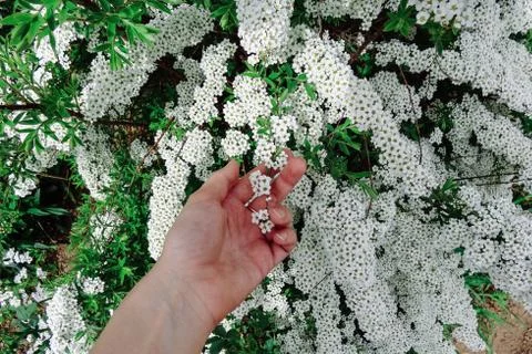 Spiraea alpine (meadowsweet) spring flower, white blossoming shrub with han.. Stock Photos