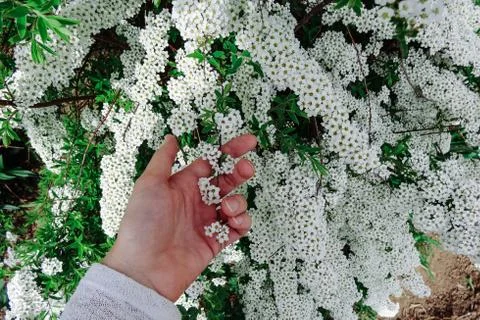 Spiraea alpine (meadowsweet) spring flower, white blossoming shrub with han.. Stock Photos