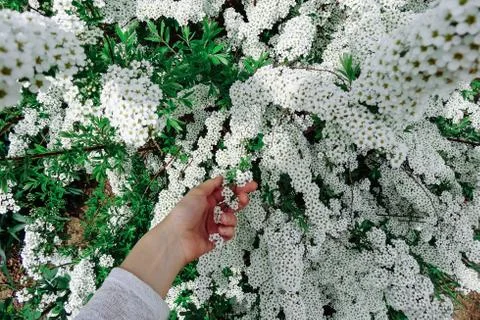 Spiraea alpine (meadowsweet) spring flower, white blossoming shrub with han.. Stock Photos