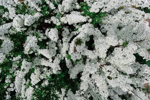 Spiraea alpine (meadowsweet) spring flower, white blossoming shrub. Bush of.. Stock Photos