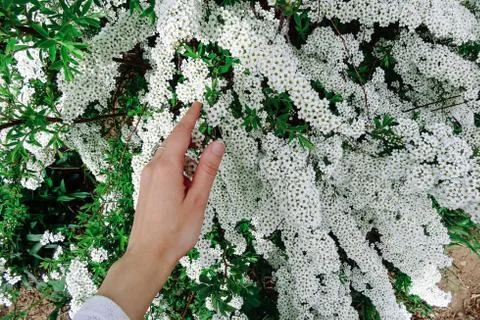 Spiraea alpine (meadowsweet) spring flower, white blossoming shrub with han.. Stock Photos