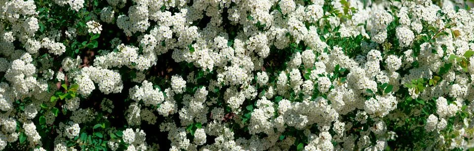 Spiraea alpine spring flower Stock Photos