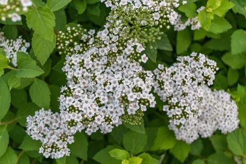 Spiraea alpine spring flower shrub with white blossoms Stock Photos