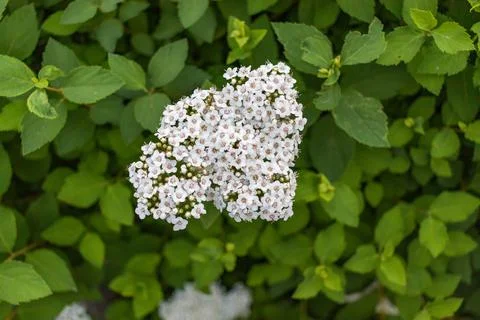 Spiraea alpine spring flower white flowering shrub Stock Photos