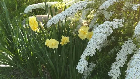 Spiraea and daffodils. Spring flowers. Stock Footage 269971781