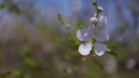 Spiraea blossoms gently swaying in the wind Stock Footage 331417219