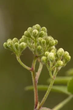 Spiraea buds (presumably Spiraea sp.) Stock Photos