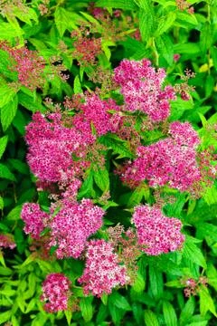 Spiraea bush Stock Photos