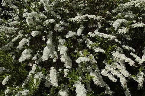 Spiraea Cinerea Grefsheim is a compact deciduous shrub that blooms early in a Stock Photos