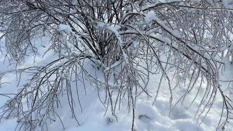 Spiraea covered with snow and ice glaze after freezing rain Stock Footage 328053295