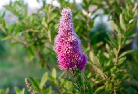 Spiraea douglasii Stock Photos