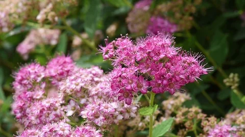 Spiraea flowers close up with bugs in background Stock Footage 76127877