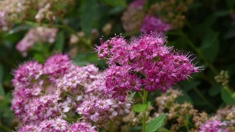 Spiraea flowers close up bumblebee in background Stock Footage 76127874