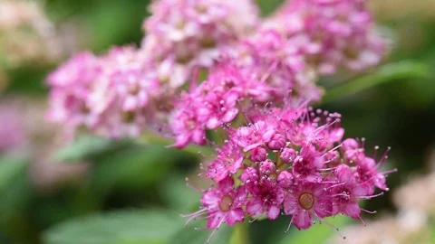 Spiraea flowers close up with pollen covered bumblebee pollinating Stock Footage 76127847