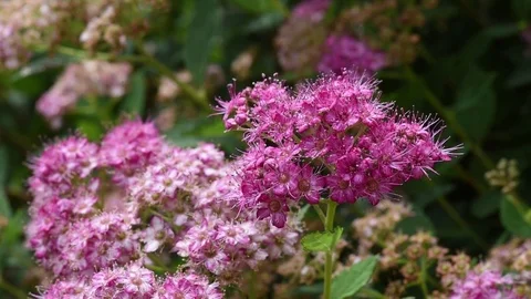Spiraea flowers close up with pollen covered bumblebee pollinating Stock Footage 76127875