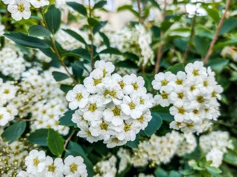Spiraea flowers in the spring - nature Fotos de archivo