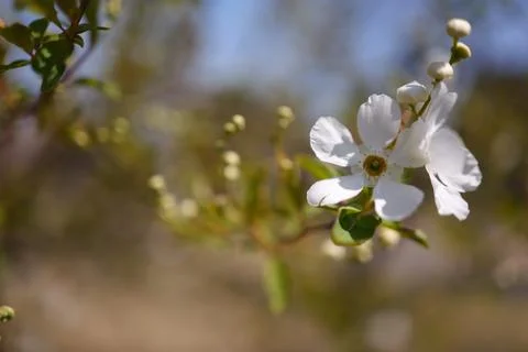 The spiraea is in full bloom Foto stock