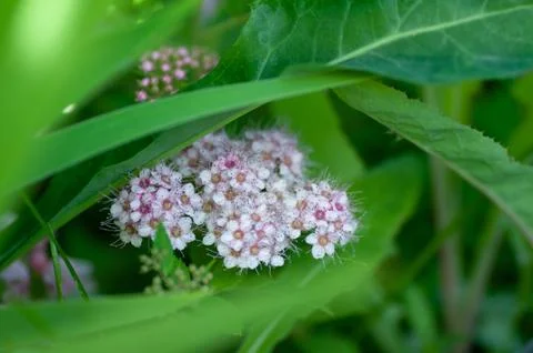 Spiraea pattern with leaves on background. Blooming spirea pink small flowers Stock Photos