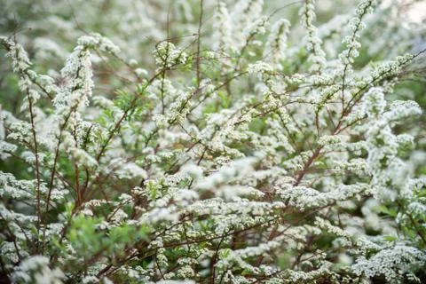 Spiraea prunifolia an upright medium-sized clumping deciduous shrub with arch Stock Photos