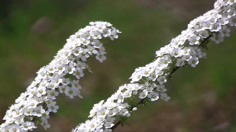 Spiraea (Spiraea x cinerea 'Grefsheim') flowers swaying in the wind in the sprin Stock Footage