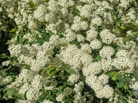 Spiraea vanhouttei blooming in spring Stockfoto's