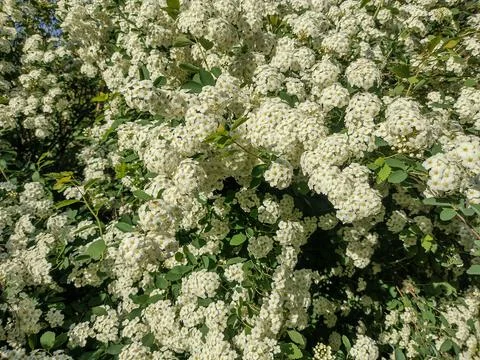 Spiraea vanhouttei blooming in spring 库存照片