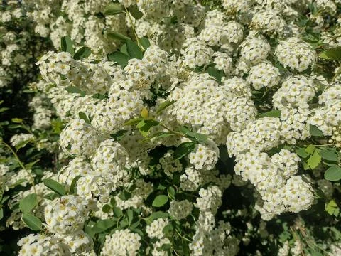 Spiraea vanhouttei blooming in spring Stock Photos