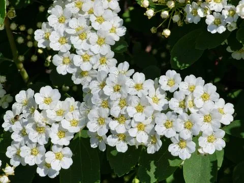 Spiraea vanhouttei in full bloom. Dense clusters of a small white flowers wit Stock Photos