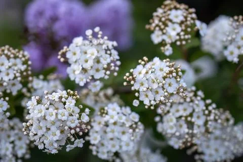 Spiraea white early spring flower in the garden design selective focus Stock Photos