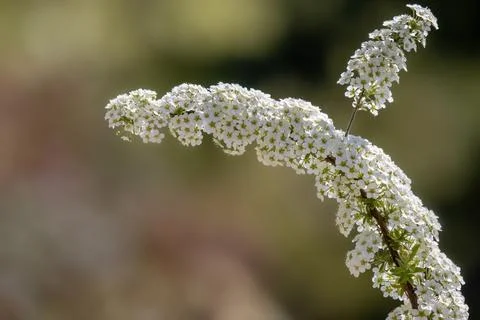 Spiraea white early spring flower in the garden design shallow depth of field Stock Photos