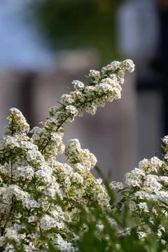 Spiraea white early spring flower in the garden design shallow depth of field Stock Photos