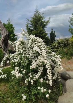 Spiraea white early spring flower in the garden design selective focus Stock Photos