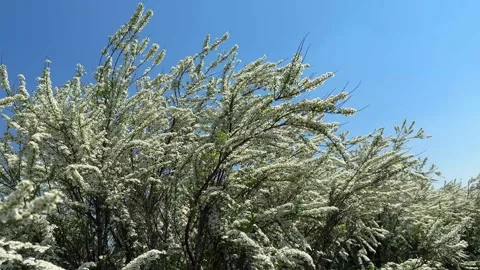 Spiraea white flowering shrub. Stock Footage 307663503
