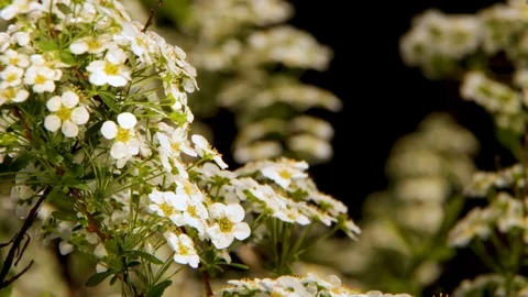 Spiraea white flowers on the background of green leaf. An ornamental plant used Stock Footage 91784434