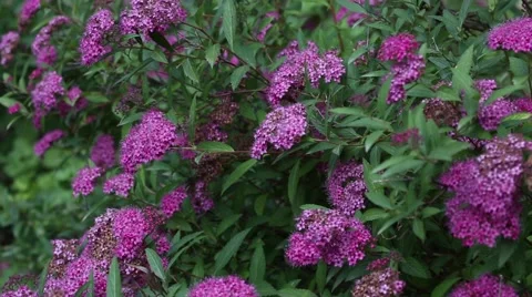 Spiraea x bumalda ‘Antony Waterer’ Stock Footage 63220323