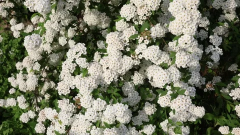 Spiraea x vanhouttei Stock Footage 271319158