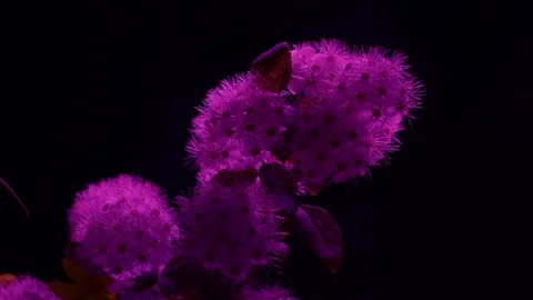 Spiraera pink close Video stock 194694210