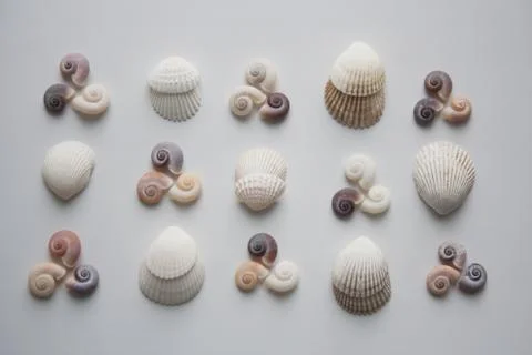 Spiral and scallop seashells pattern on white background Stock Photos