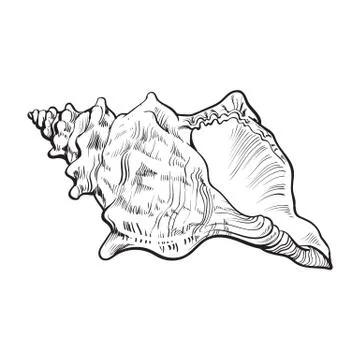 Spiral conch sea shell, isolated sketch style vector illustration Stock Illustration
