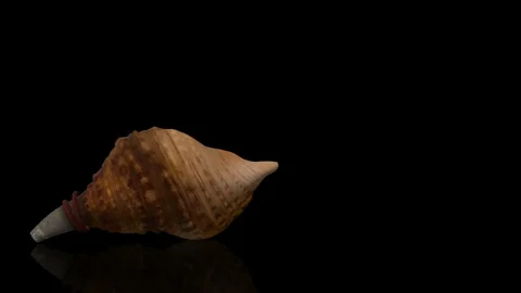 Spiral Conch turns on itself Stock Footage 243720009