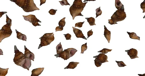 Spiral Conchs Falling slow motion animation Stock Footage 241660172