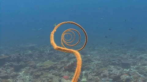Spiral coral Stock Footage