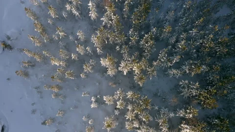 Spiral down to firtrees 動画素材 166156948