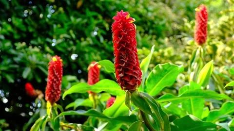 Spiral Ginger Red Tower Ginger Flowers Stock Footage 251780305