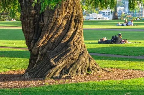 Spiral grain tree trunk - Perth Stock Photos