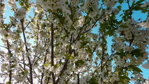 Spiral Motion Through Blooming Cherry Tree Blossoms Stock Footage 319446296