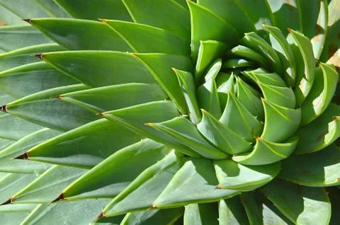 Spiral patterns of an aloe Stock-Fotos